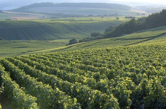 vigneto Bollinger a Pinot Nero