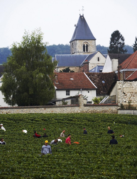 Il vigneto Clos du Mesnil Krug