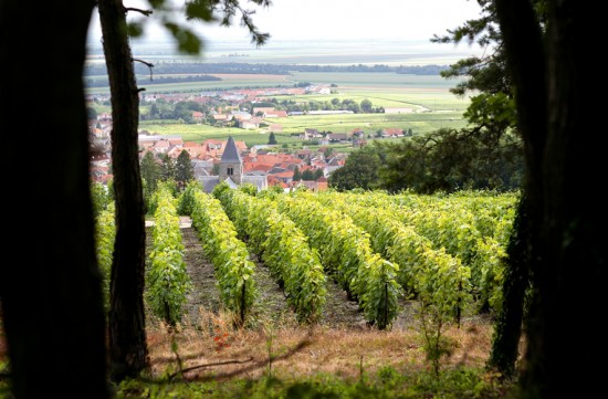 foto del villaggio Gran Cru di Le-Mesnil-sur-Oger