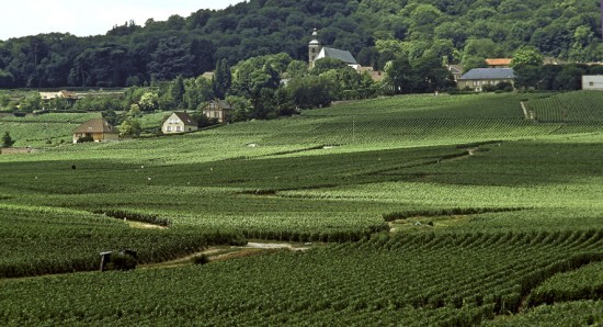 Foto dei vigneti sul coteaux