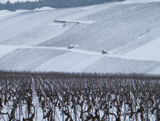 vigneti di Guy de Forez