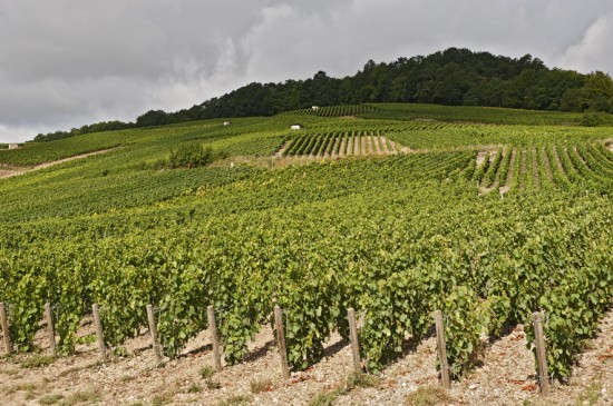 immagine di vigneti di proprietà Paillard a Le-Mesnil