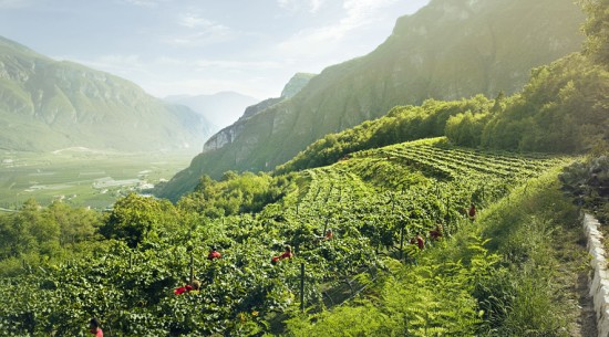 foto dei vigneti ferrari