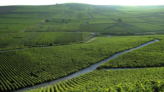 vigneti uva per champagne Perrier-Jouët