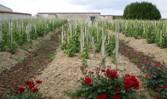 vigneto di Pinot Noir per produzione Vieilles Vignes Françaises