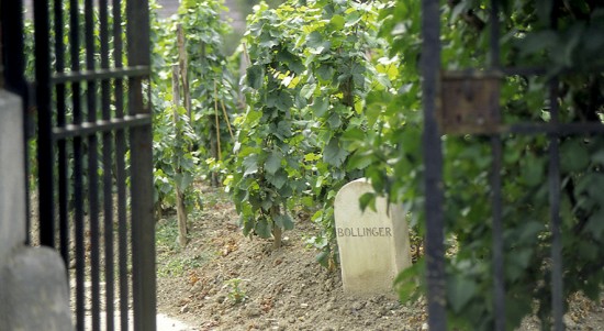 altro vigneto per produrre lo champagne Vieilles Vignes Françaises