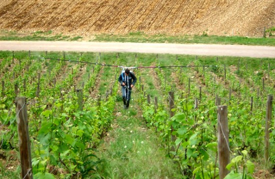 vigneti di champagne Vouette et Sorbée