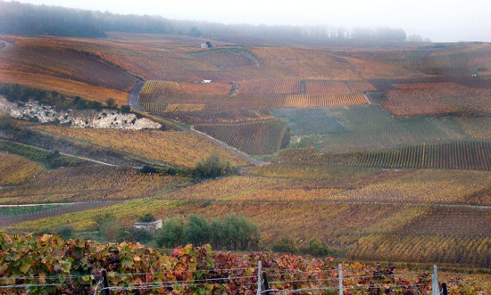 vigneti di Goutorbe nel villaggio Grand Cru di Aÿ