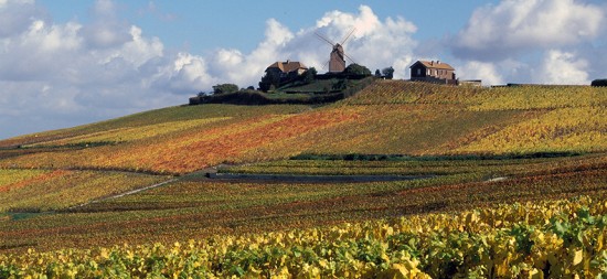 foto dei vigneti mumm