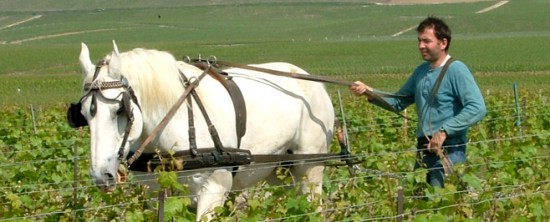 Pascal e la cavalla Vénus