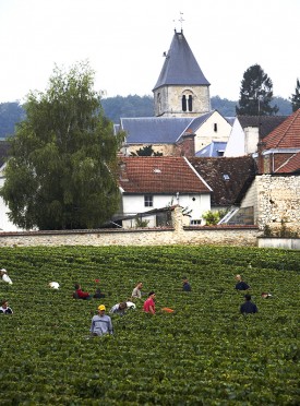 Vendemmia nel Clos du Mesnil