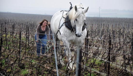 vigneti di champagne de sousa