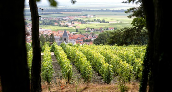 Le-Mesnil-sur-Oger, villaggio Grand Cru della Côte des Blancs