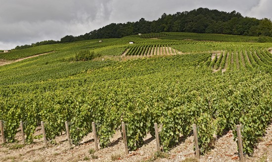 I vigneti Bruno Paillard a Le-Mesnil-sur-Oger