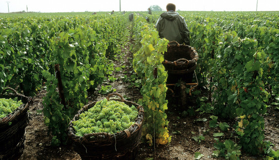 raccolta uva per champagne