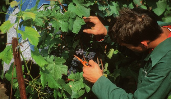 vendemmia uva