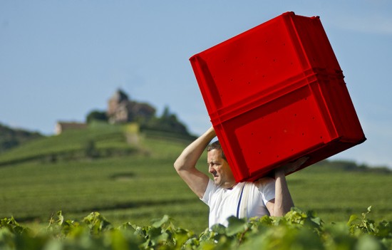 vendemmia 2013 in champagne