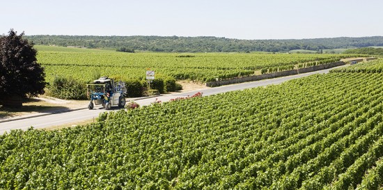 vigneti in champagne, idee di viaggio