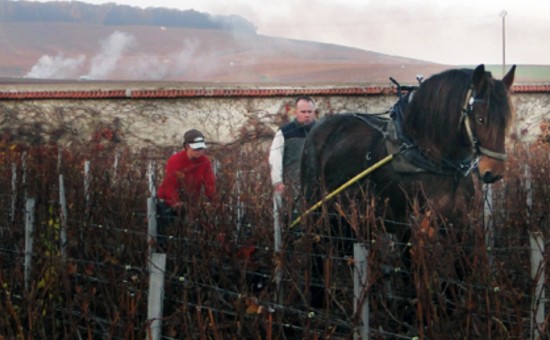 terreno vigneto lavorato con cavallo