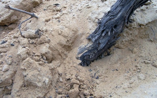 le uve de La Vigne d’Antan nascono su un terreno sabbioso