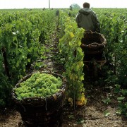 champagne annate migliori, vigna