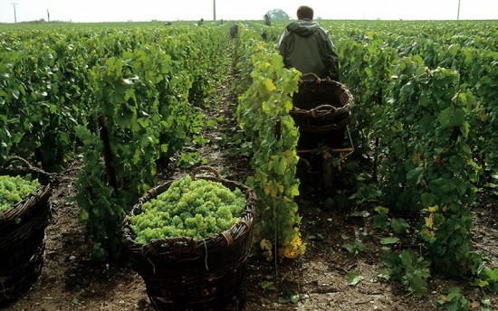 champagne annate migliori, vigna