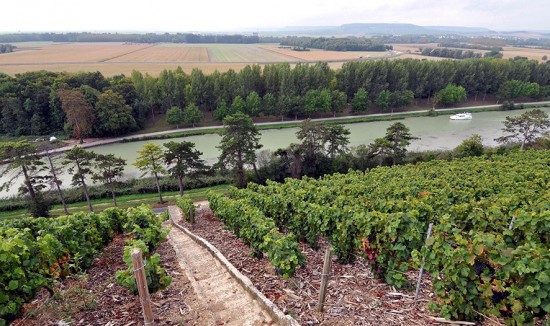 vigna di champagne su fiume