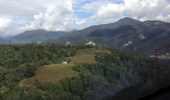 vigneto ca' del bosco