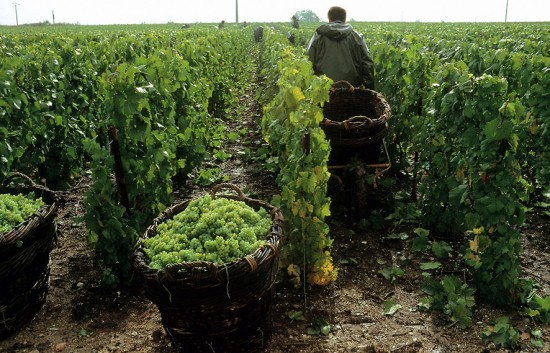 champagne vendemmia 2014