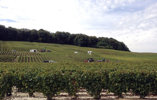 Vendemmia 2014 in Champagne