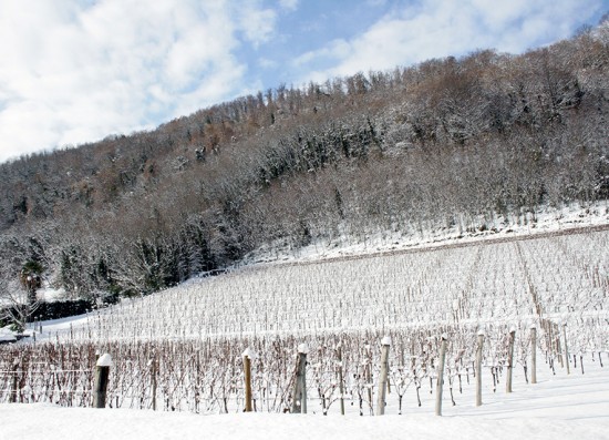 vigneto pie di mont