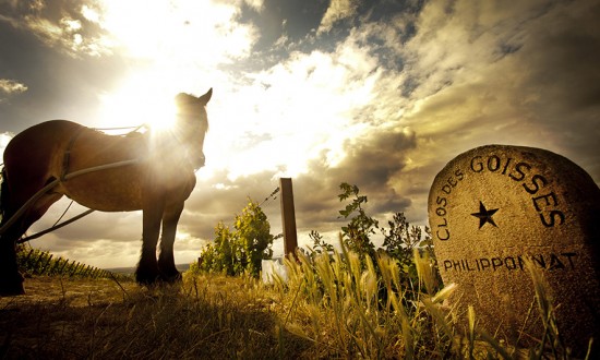 foto del vigneto Clos des Goisses con cavallo per la coltivazione