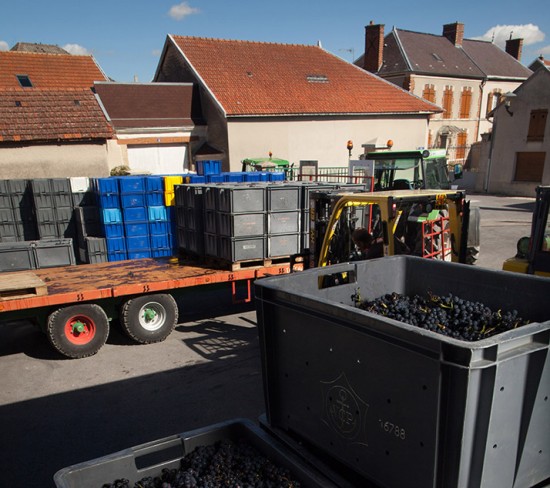 raccolta di uve pinot nero