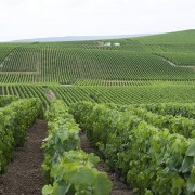 vista delle vigne in champagne