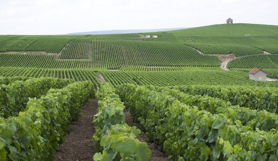 vista delle vigne in champagne