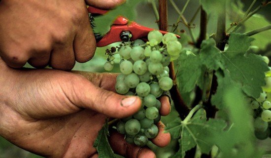 vendemmia champagne 2015