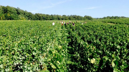 vendemmia champagne 2015 Louis Roederer