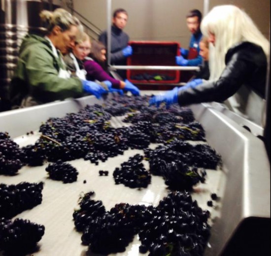 vendemmia champagne 2015