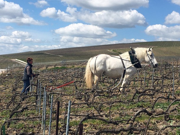 Il vigneto ‘Goutte d’Or’ Louis Roederer ad Aÿ