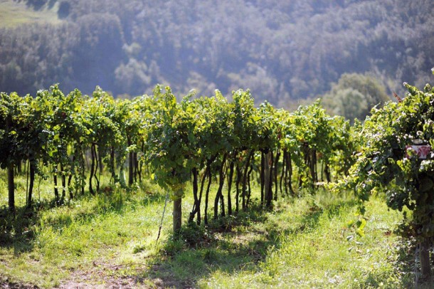 vitigni Cantina della Volta