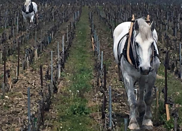 Vigneti Louis Roederer