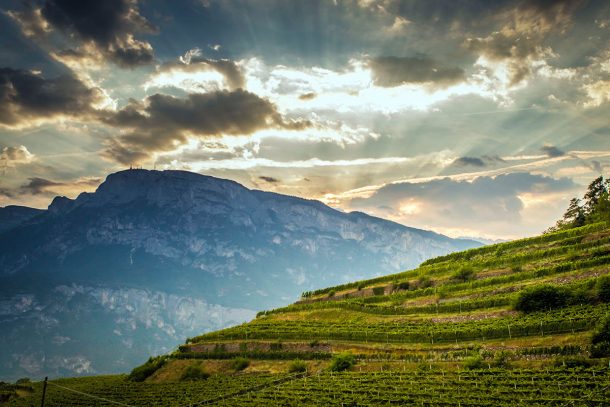 Vigneti Ferrari Trentodoc