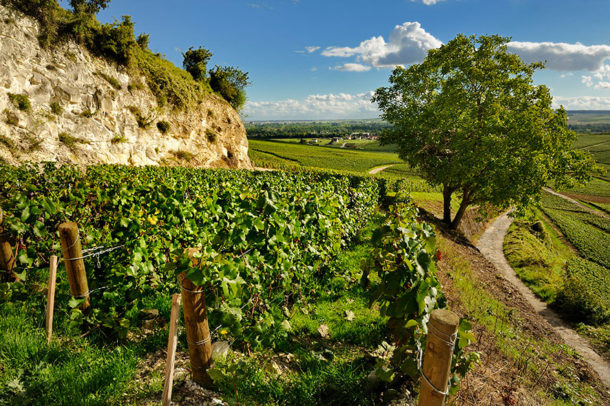 Bollinger vigne