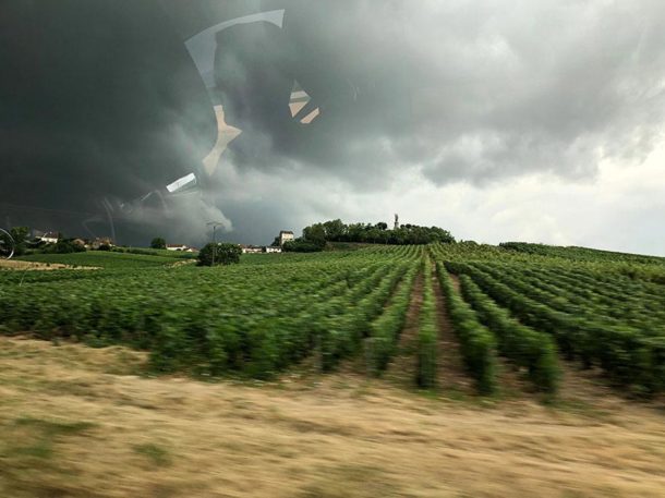 Vigneti in champagne