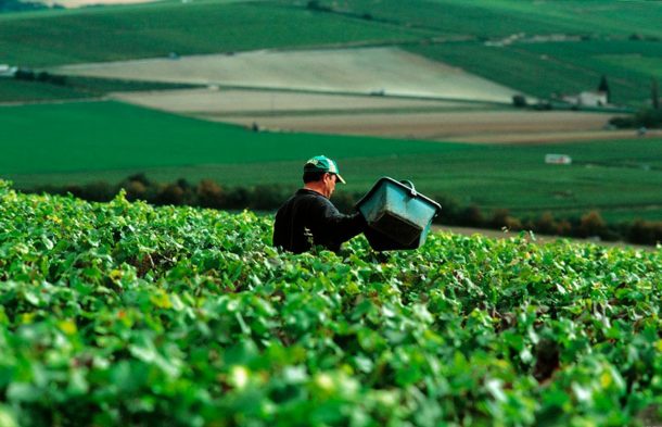 vendemmia in champagne