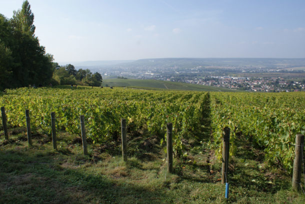 Il vigneto Le Corne Bautray di Jacquesson