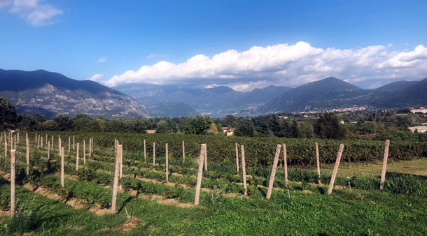 Vigneti Bosio in Franciacorta