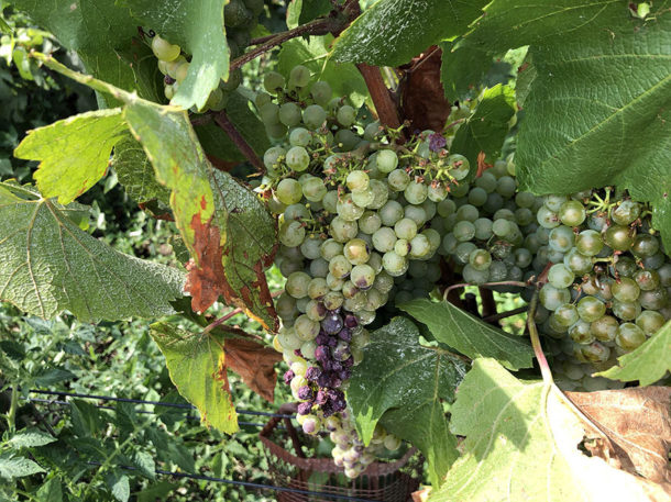 grappoli uva rovinati dal sole