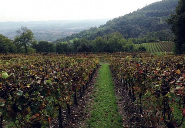 Vigneti Ca' del Bosco