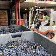 Vendemmia in champagne